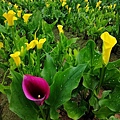 IMG_20200216_130415.jpg