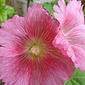 豬媽愛種花4