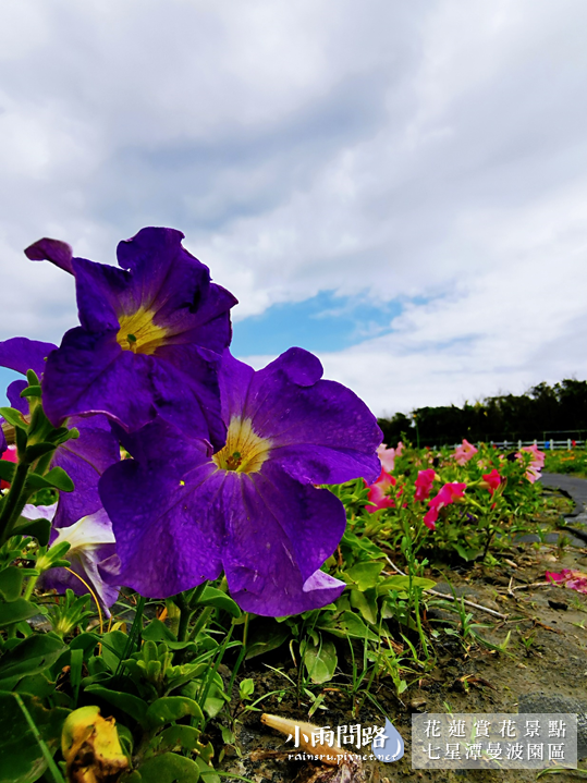 花蓮2021賞花景點｜七星潭曼波園區花海｜繽紛波斯菊、白色玻璃鋼琴屋超美｜四八高地、七星潭景點 (14).PNG