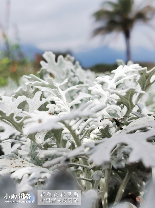 花蓮2021賞花景點｜七星潭曼波園區花海｜繽紛波斯菊、白色玻璃鋼琴屋超美｜四八高地、七星潭景點 (17).PNG