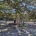 墾丁露營區【29觀海營區】走路就到萬里桐潮間帶看寄居蟹，森林系營位